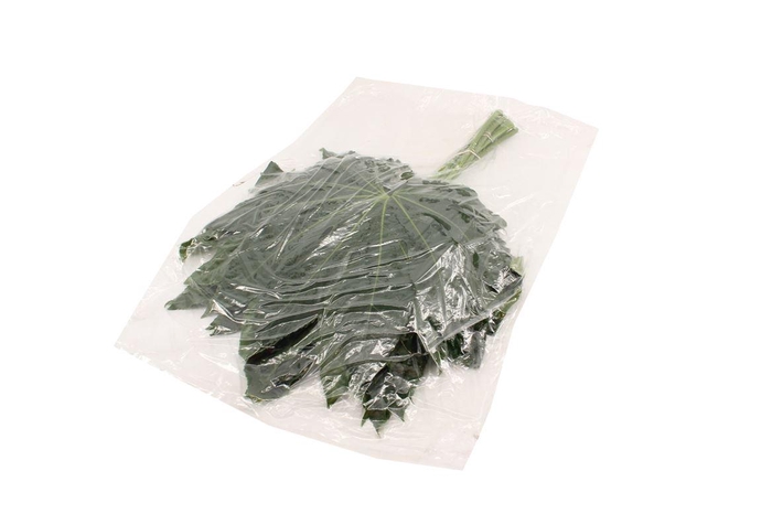 <h4>Aralia Large V P X5</h4>