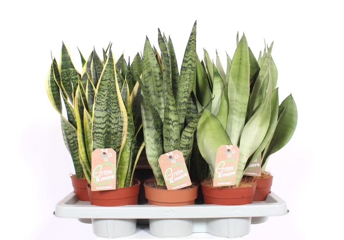 <h4>Sansevieria mix</h4>
