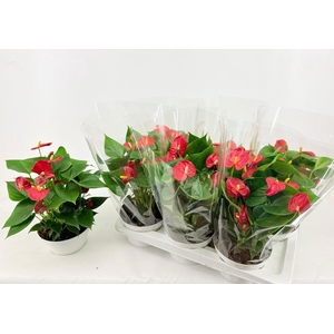 ANTHU AN RED CHAMPIO