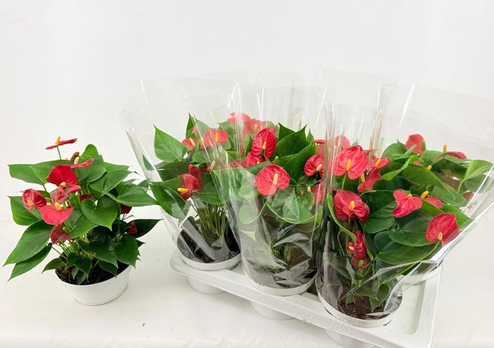 <h4>ANTHU AN RED CHAMPIO</h4>