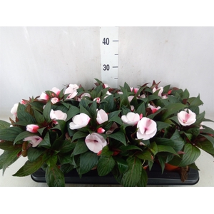 Impatiens NG 'White Pink Eye'
