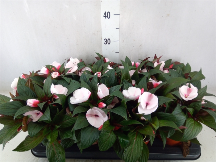 <h4>Impatiens NG 'White Pink Eye'</h4>