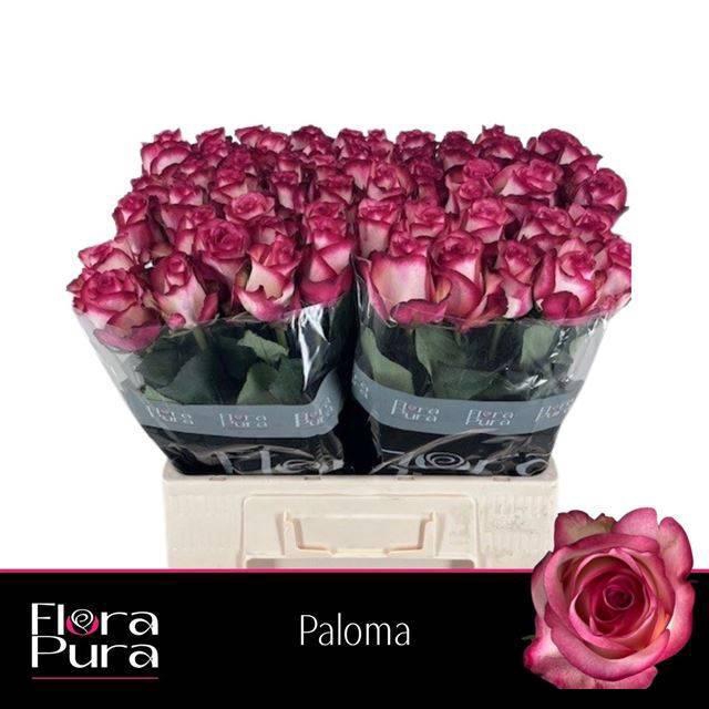 <h4>R GR PALOMA</h4>