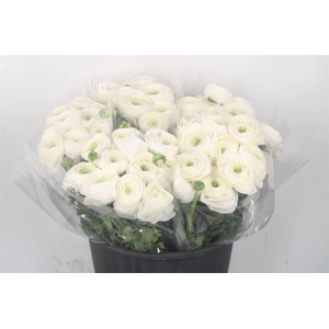 Ran.. Su Short Siberia Ex 40cm