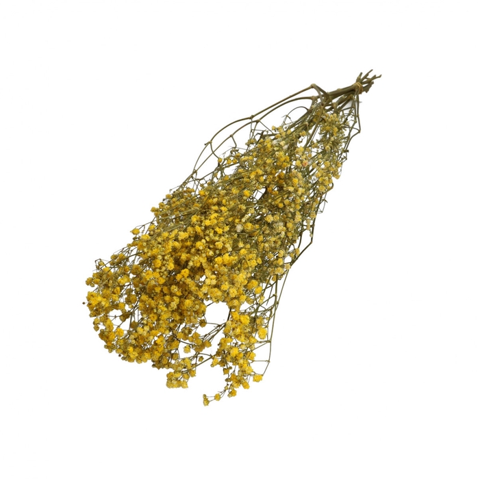 <h4>Droogbloem Gyps 70cm 50g</h4>