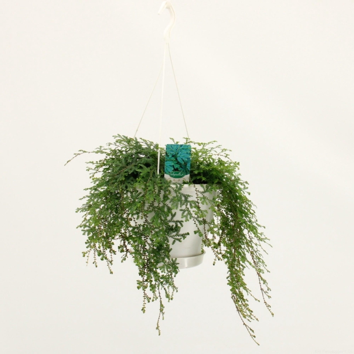 <h4>SELAG UNCIN PEACOCK</h4>