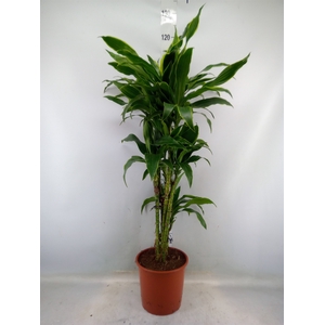 Dracaena fr de 'Art'