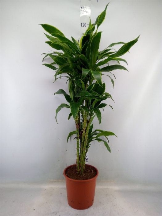 <h4>Dracaena fr de 'Art'</h4>