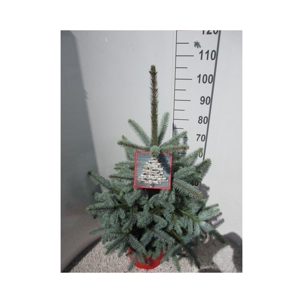 <h4>Picea pungens Super Blue 70-90 P32</h4>