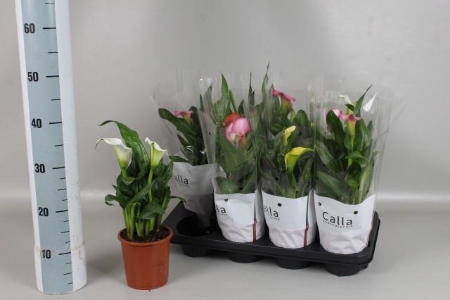 <h4>ZANT GEM 4 KL</h4>