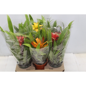 GUZMANIA VARIADA P12