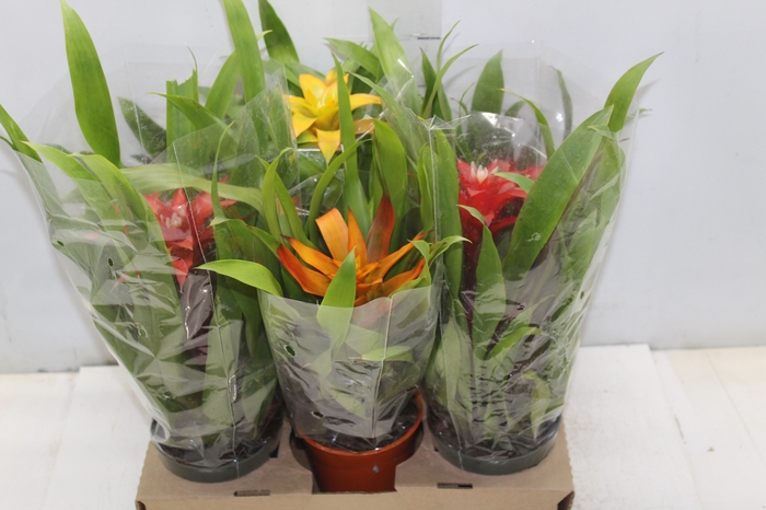 <h4>GUZMANIA VARIADA P12</h4>