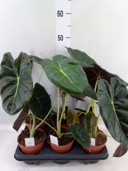 <h4>Alocasia   ...</h4>