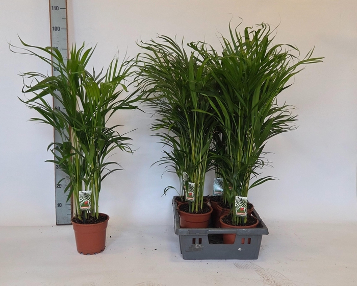 <h4>DYPSIS LUTESCENS</h4>