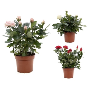 Rosa gemengd P&PURE Collection