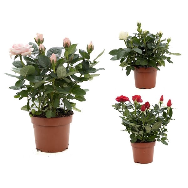 <h4>Rosa gemengd P&PURE Collection</h4>