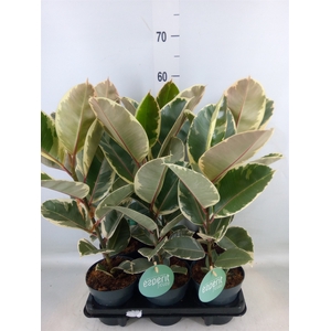 Ficus elastica 'Tineke'