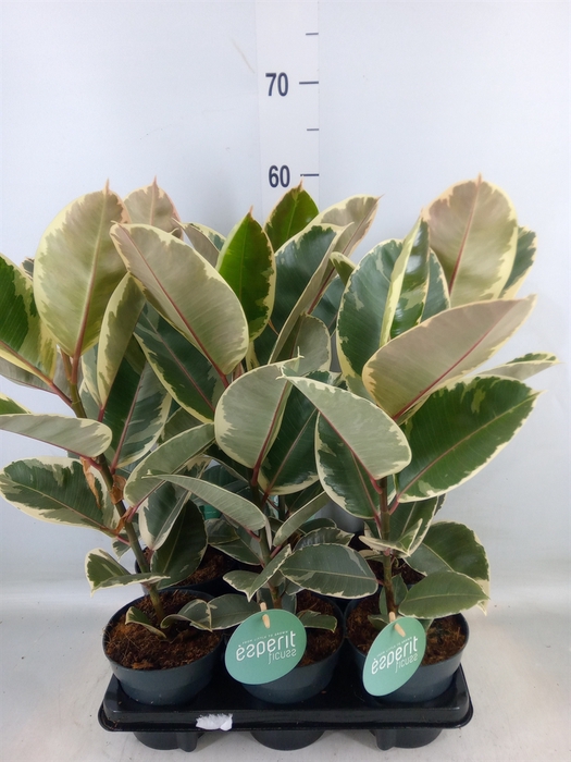 <h4>Ficus elastica 'Tineke'</h4>