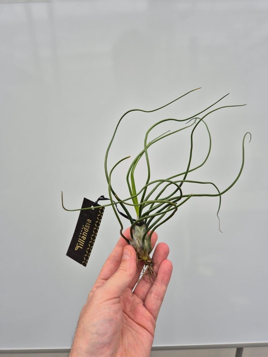 <h4>Tillandsia Bulbosa XL met Label</h4>
