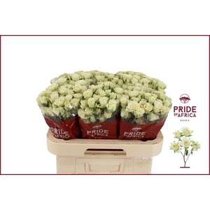 Rosa spray snowflake