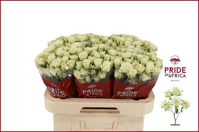 <h4>Rosa spray snowflake</h4>