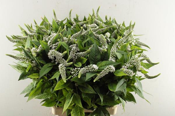 <h4>Lysim Clethroides</h4>