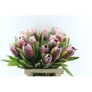 Protea Pink Ice