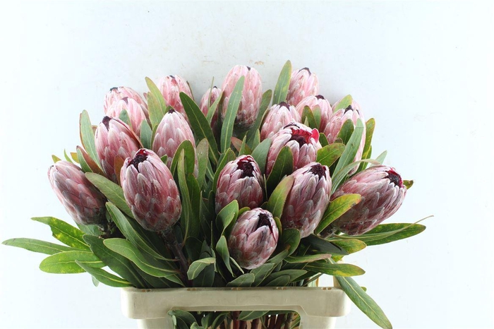 <h4>Protea Pink Ice</h4>