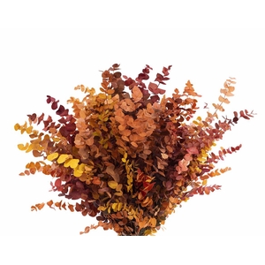 Pres Euca Stuartiana Autumn P Bunch