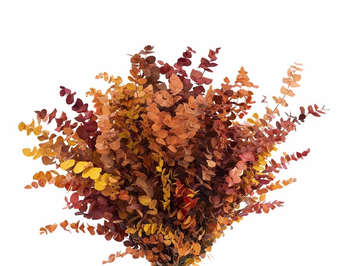 <h4>Pres Euca Stuartiana Autumn P Bunch</h4>
