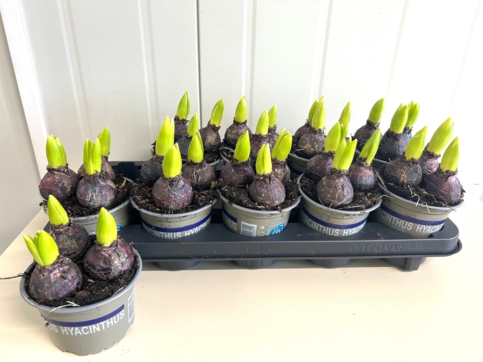 <h4>HYACIN BLUE PEARL</h4>