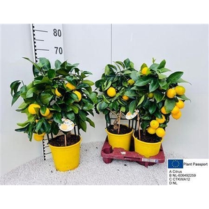 Citr Meyeri Meyer 6+ Fruits