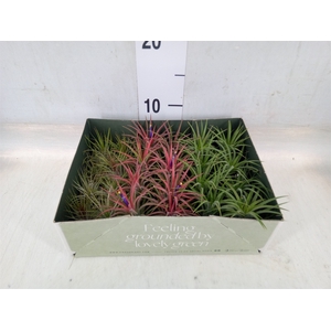 Tillandsia
