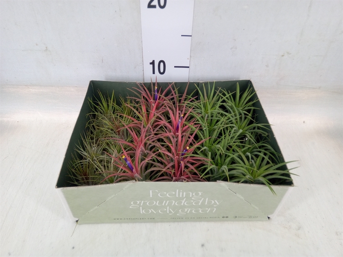 <h4>Tillandsia</h4>