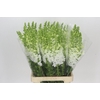 Antirrhinum Potomac Early White