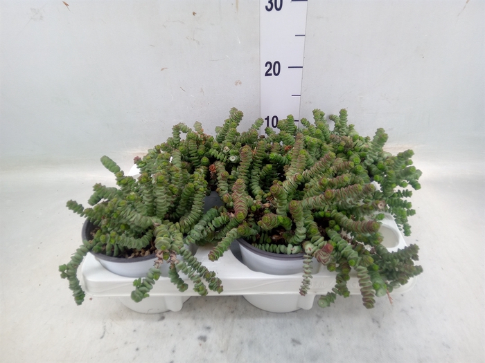 <h4>Crassula marnieriana</h4>