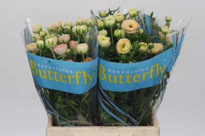 <h4>Ranunculus Butterfly Ariadne</h4>