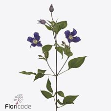 Clematis amazing sydney