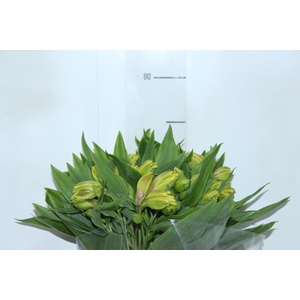 ALSTROEMERIA FLORIDA 080 CM