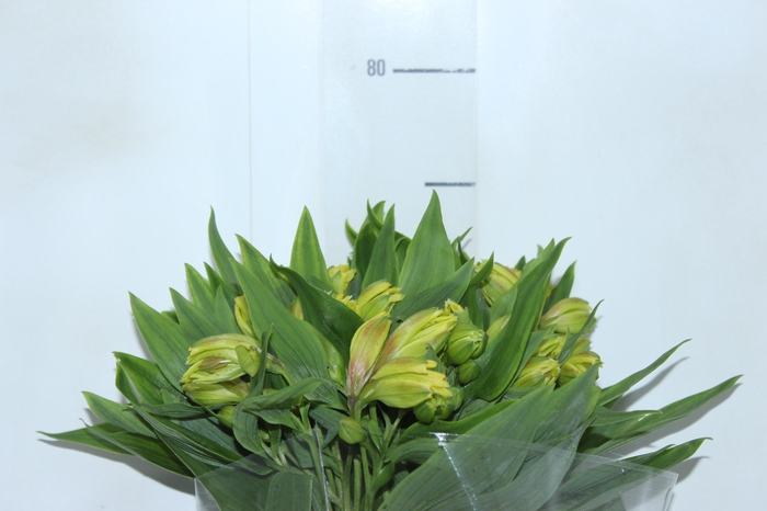 <h4>ALSTROEMERIA FLORIDA 080 CM</h4>