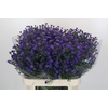 Aster Baby Parade