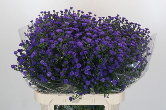 <h4>Aster Baby Parade</h4>