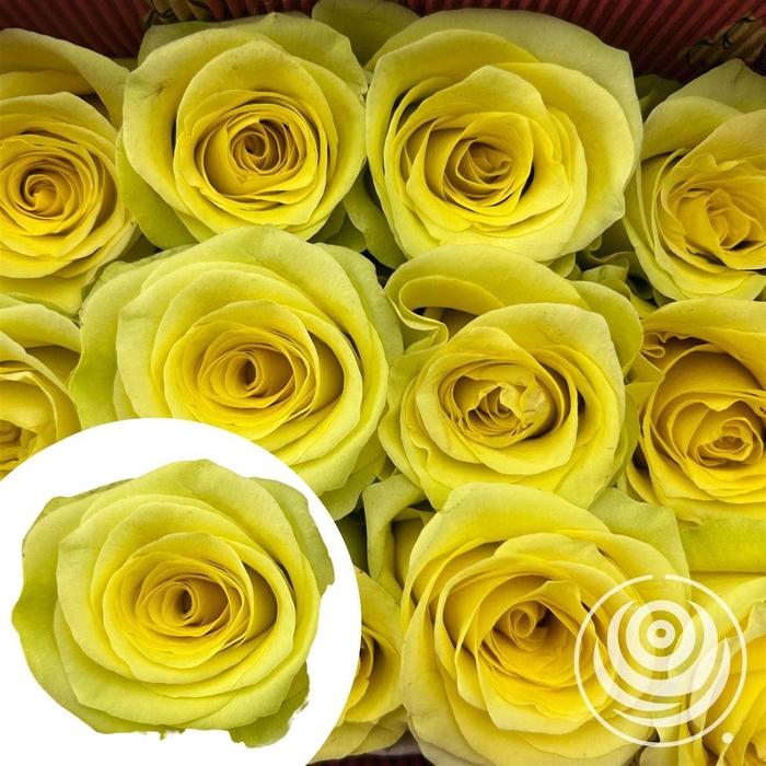 <h4>R Eq Cancun</h4>