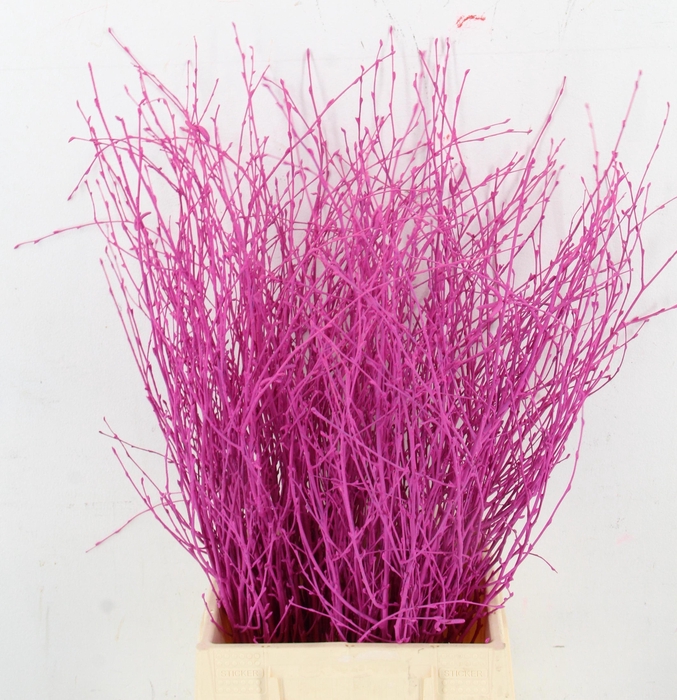 <h4>BETULA BS KLB H%</h4>