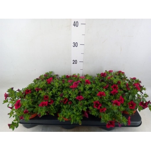 Calibrachoa  'Minifam Purple'