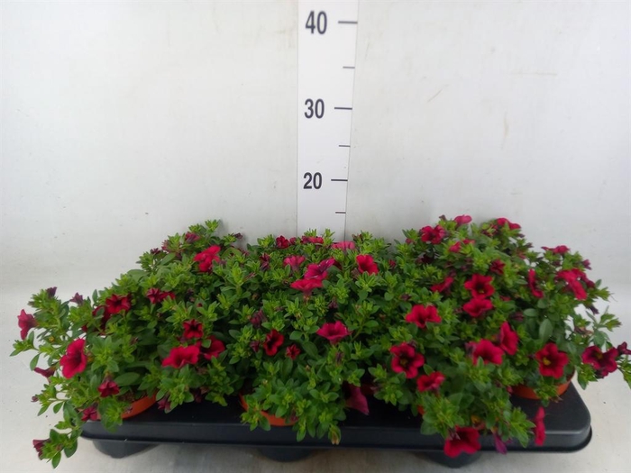 <h4>Calibrachoa  'Minifam Purple'</h4>