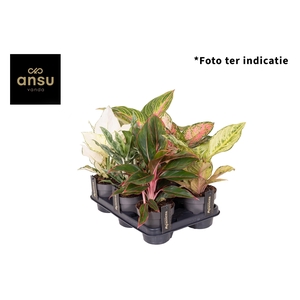 Aglaonema Mix x6