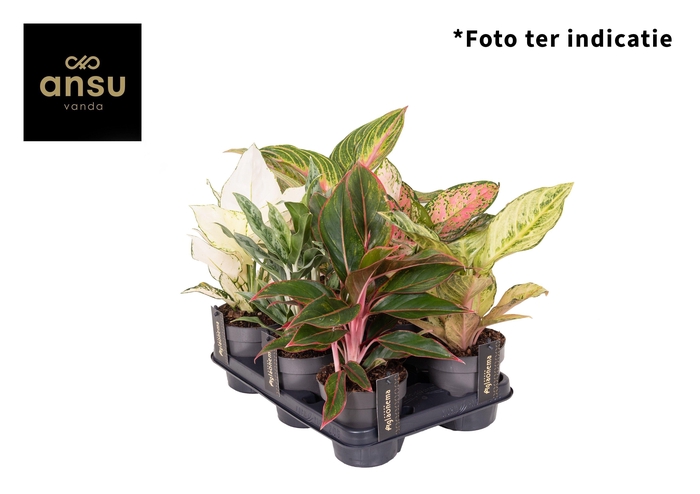 <h4>Aglaonema Mix x6</h4>