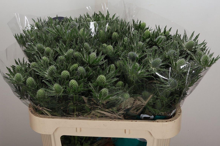 <h4>Eryn Sirius Qstar 70cm</h4>