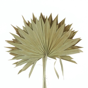 Dried Palm Sun Natural P St